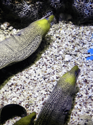 Moray Eels at the Coral Hall at the Dalian Laohutan Ocean Park