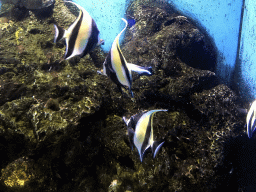 Moorish Idols at the Coral Hall at the Dalian Laohutan Ocean Park