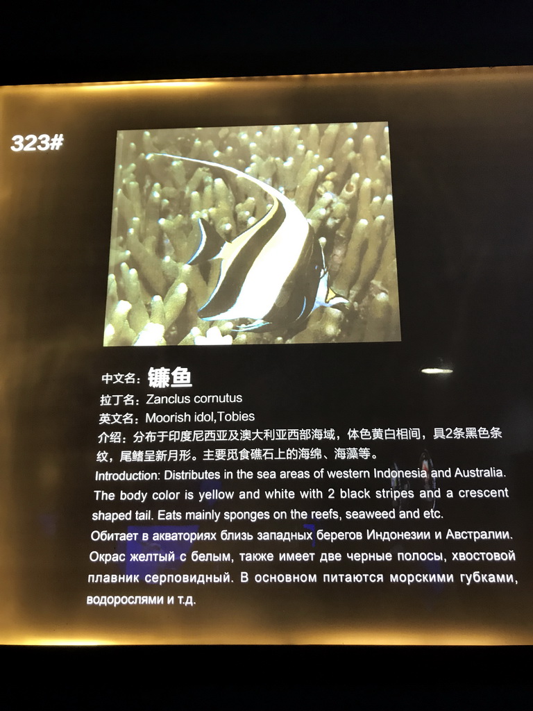 Explanation on the Moorish Idol at the Coral Hall at the Dalian Laohutan Ocean Park