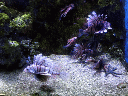 Lionfish and starfish at the Coral Hall at the Dalian Laohutan Ocean Park