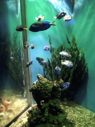 Fish at the Coral Hall at the Dalian Laohutan Ocean Park