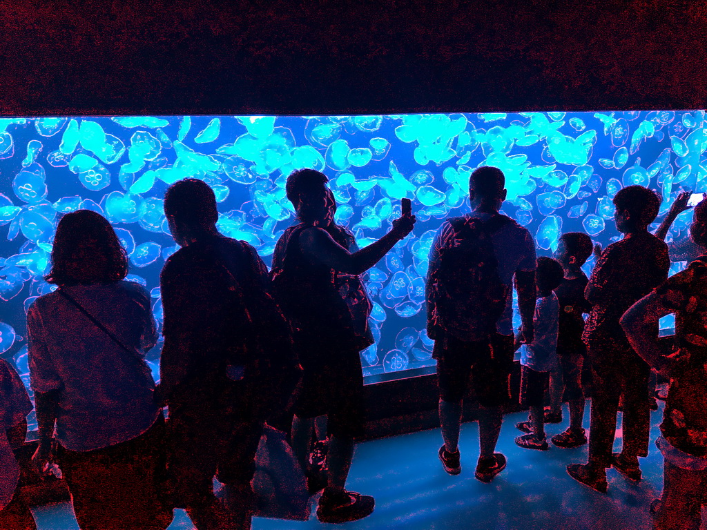 Jellyfish at the Coral Hall at the Dalian Laohutan Ocean Park