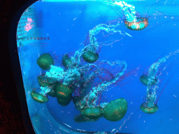 Northeast Pacific Sea Nettles at the Coral Hall at the Dalian Laohutan Ocean Park