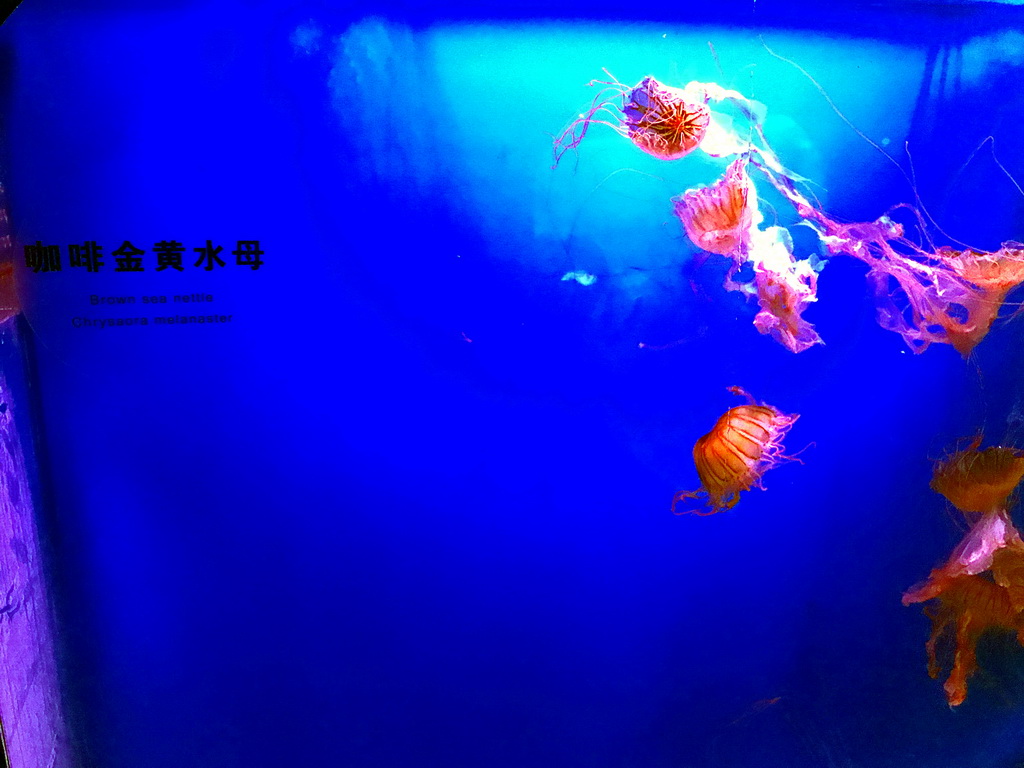 Brown Sea Nettles at the Coral Hall at the Dalian Laohutan Ocean Park