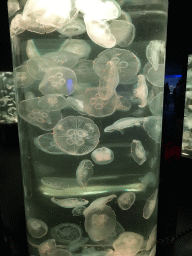Jellyfish at the Coral Hall at the Dalian Laohutan Ocean Park