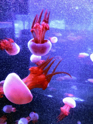 Jellyfish at the Coral Hall at the Dalian Laohutan Ocean Park