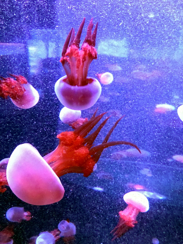 Jellyfish at the Coral Hall at the Dalian Laohutan Ocean Park
