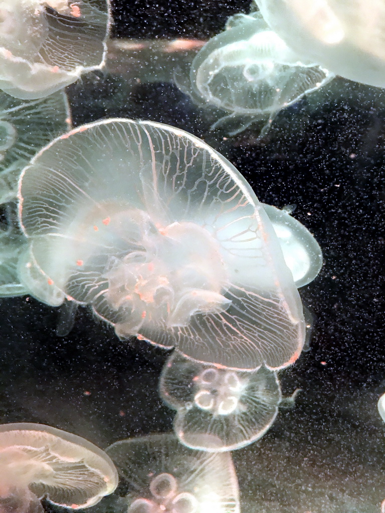 Jellyfish at the Coral Hall at the Dalian Laohutan Ocean Park