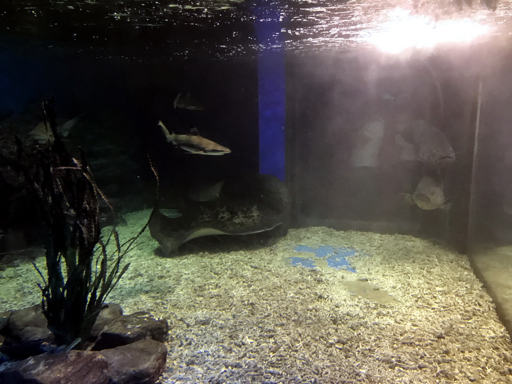 Shark and other fish at the Coral Hall at the Dalian Laohutan Ocean Park