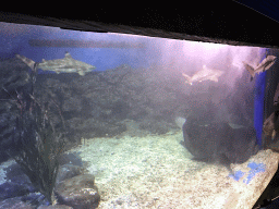 Sharks, stingray and other fish at the Coral Hall at the Dalian Laohutan Ocean Park