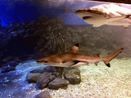 Sharks at the Coral Hall at the Dalian Laohutan Ocean Park
