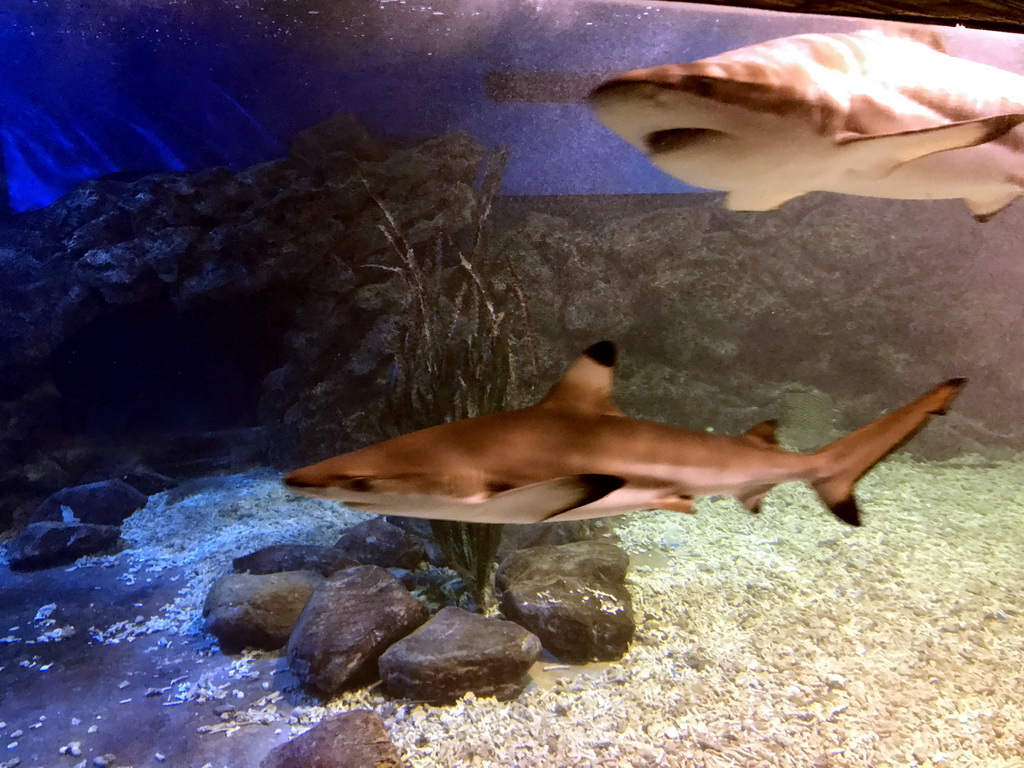 Sharks at the Coral Hall at the Dalian Laohutan Ocean Park