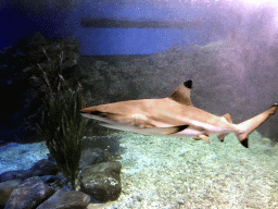 Shark at the Coral Hall at the Dalian Laohutan Ocean Park
