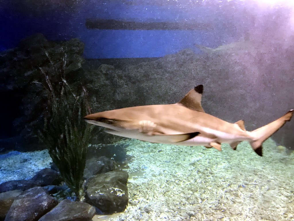 Shark at the Coral Hall at the Dalian Laohutan Ocean Park