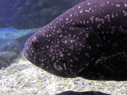 Giant Grouper at the Coral Hall at the Dalian Laohutan Ocean Park