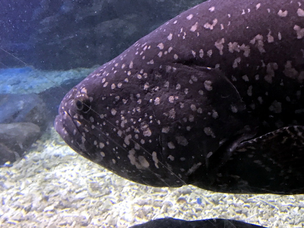 Giant Grouper at the Coral Hall at the Dalian Laohutan Ocean Park