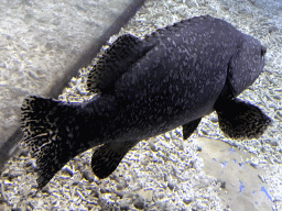 Giant Grouper at the Coral Hall at the Dalian Laohutan Ocean Park