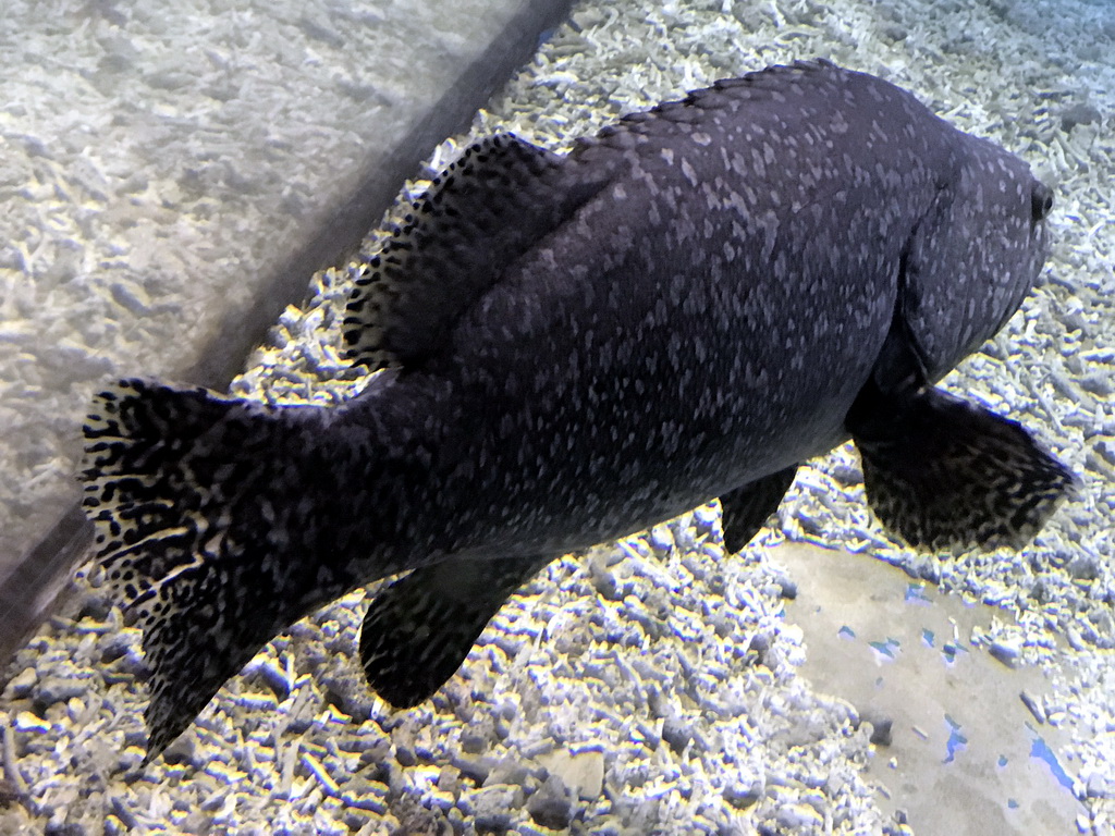 Giant Grouper at the Coral Hall at the Dalian Laohutan Ocean Park