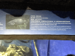 Explanation on the Giant Grouper at the Coral Hall at the Dalian Laohutan Ocean Park