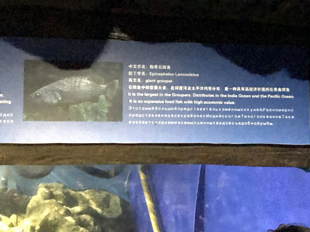 Explanation on the Giant Grouper at the Coral Hall at the Dalian Laohutan Ocean Park