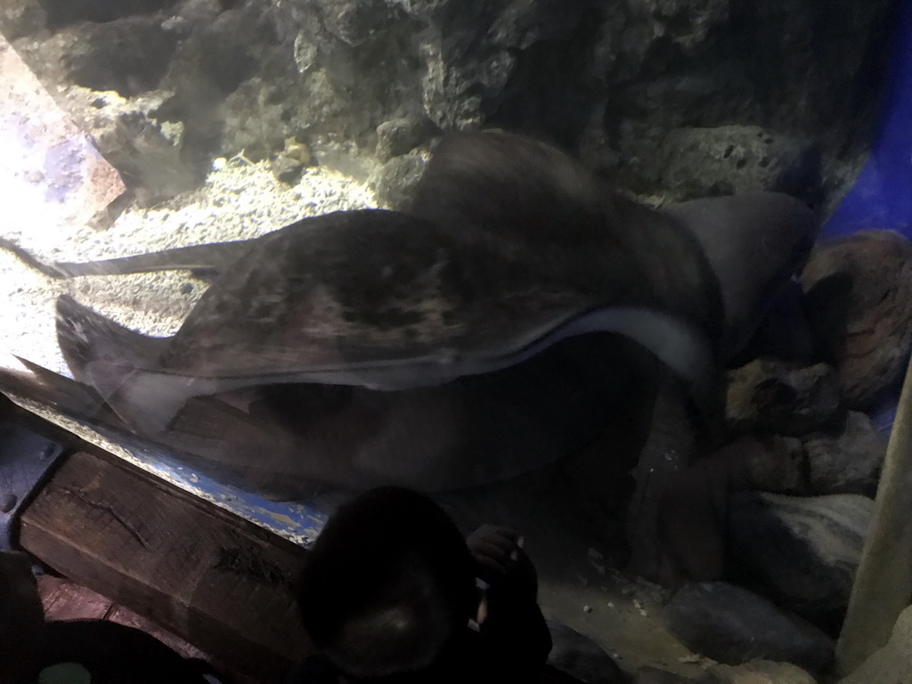 Stingray at the Coral Hall at the Dalian Laohutan Ocean Park