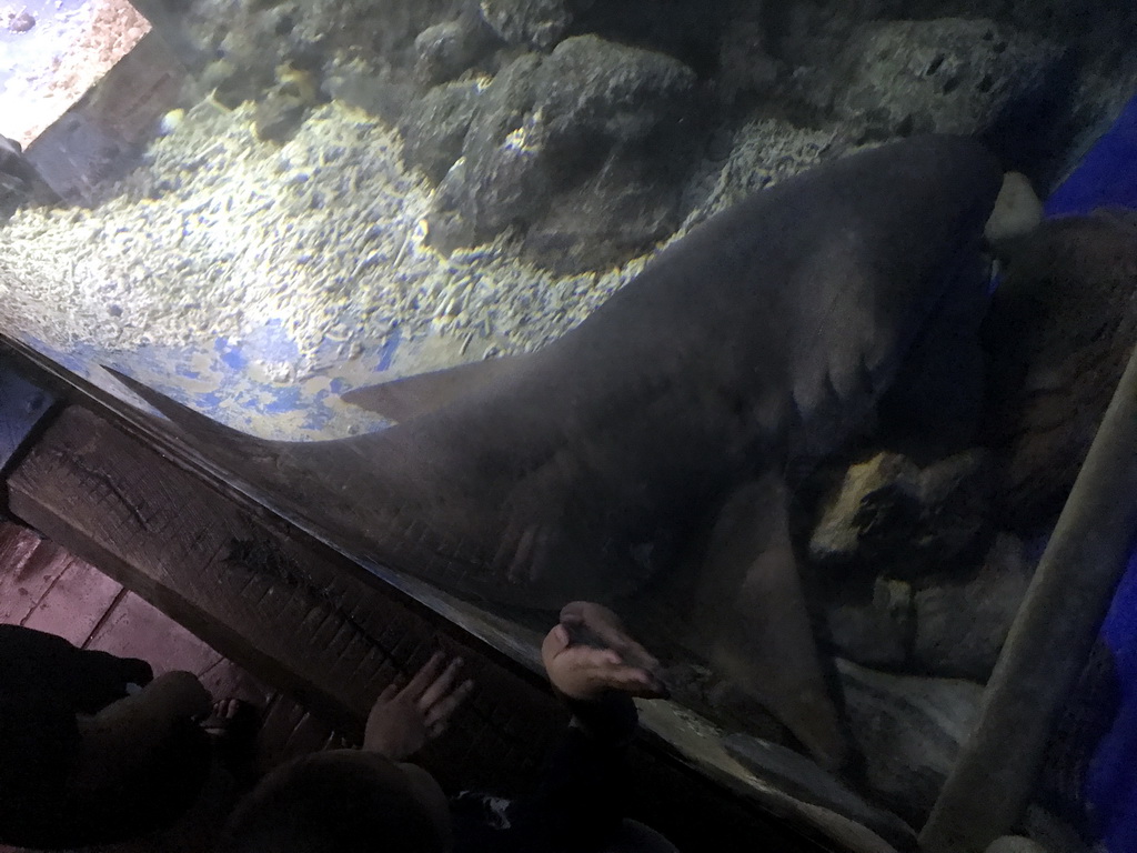 Shark at the Coral Hall at the Dalian Laohutan Ocean Park