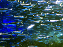 Chub Mackerels at the Coral Hall at the Dalian Laohutan Ocean Park