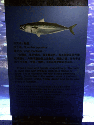 Explanation on the Chub Mackerels at the Coral Hall at the Dalian Laohutan Ocean Park