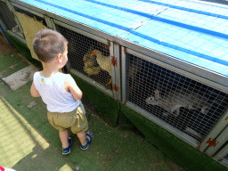 Max with rabbits and chickens at the petting zoo at the northwest side of the Dongshan Scenic Area