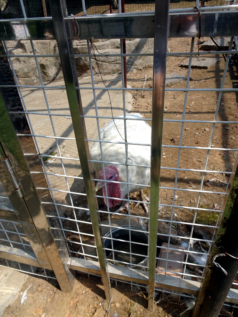 Chicken at the petting zoo at the northwest side of the Dongshan Scenic Area