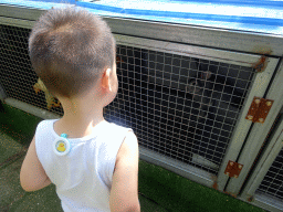 Rabbits and chickens at the petting zoo at the northwest side of the Dongshan Scenic Area