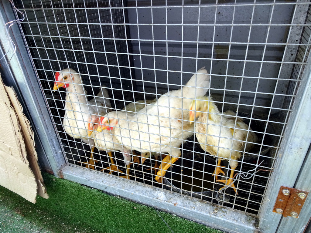 Chickens at the petting zoo at the northwest side of the Dongshan Scenic Area
