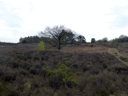 Trees at the Havelterberg hill