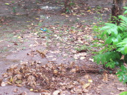 Plants at Rajpath Road