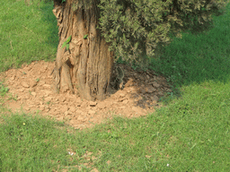 Squirrel at a tree at the gardens of Safdarjung`s Tomb