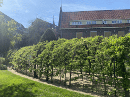 Walkway covered with plants at the garden of the Mariënburgklooster monastery, during the Stegenwandeling walking tour