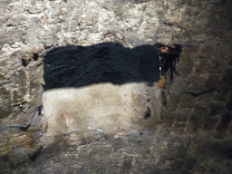 Ceiling of a tunnel at the Binnendieze river, viewed from the tour boat