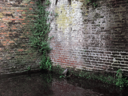 Pigeon at a wall at the Binnendieze river, viewed from the tour boat