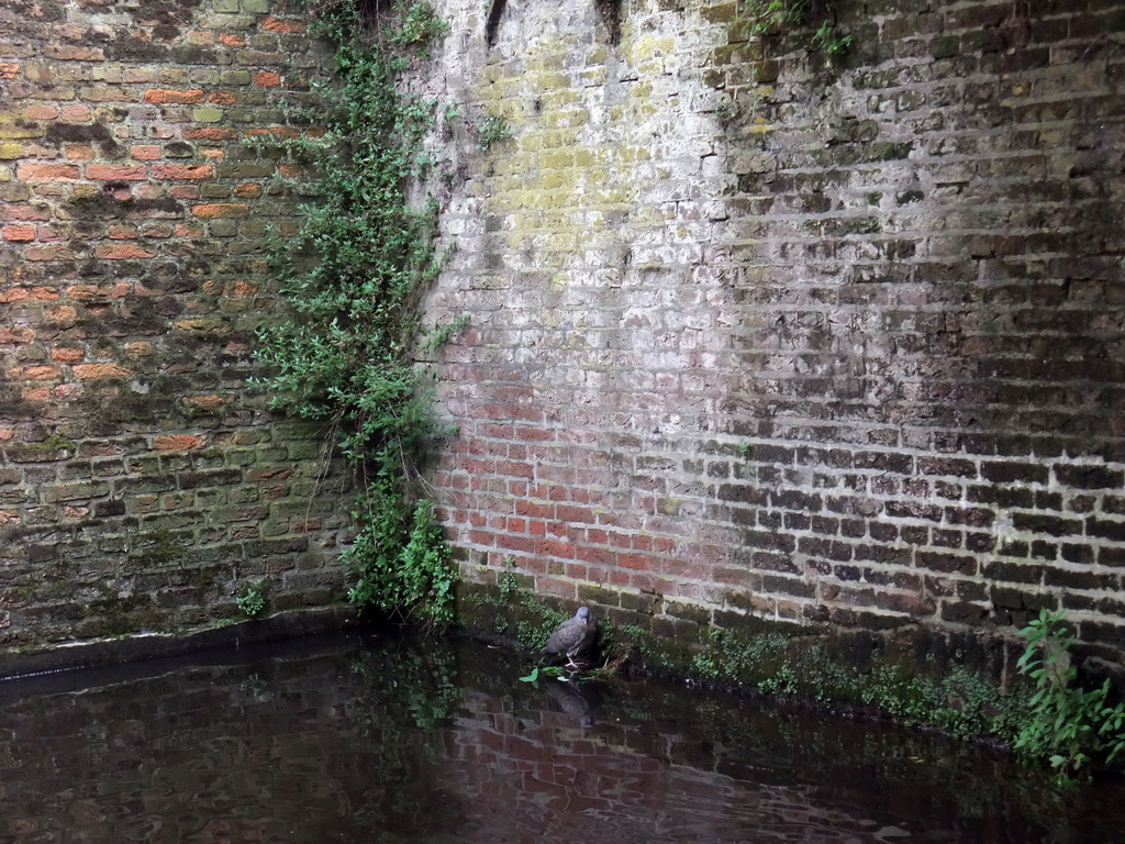 Pigeon at a wall at the Binnendieze river, viewed from the tour boat
