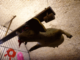 Stuffed Seal hanging from the ceiling in the counter room at Fort Kijkduin