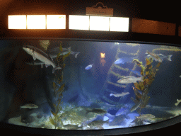 Shipwreck and fishes at the Aquarium at Fort Kijkduin