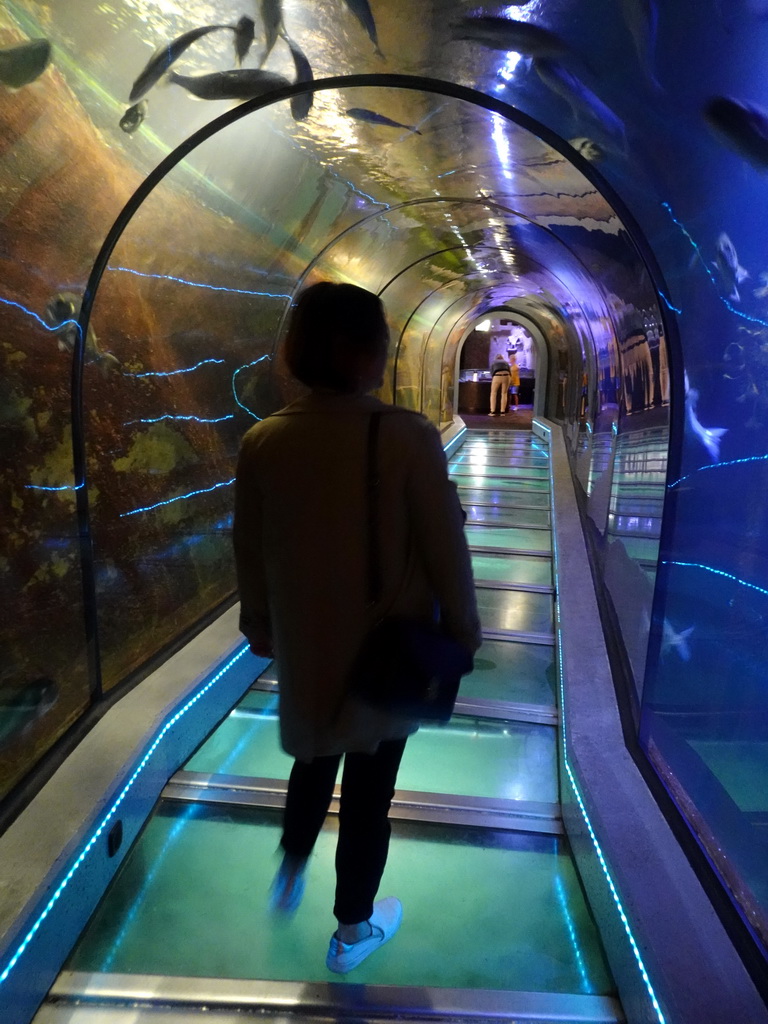 Miaomiao at the underwater tunnel at the Aquarium at Fort Kijkduin