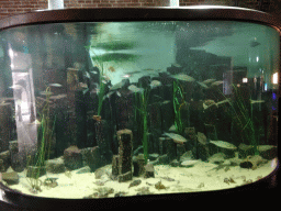 Fishes at the Aquarium at Fort Kijkduin