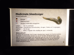 Explanation on the Medicinal Leech at the Aquarium at Fort Kijkduin