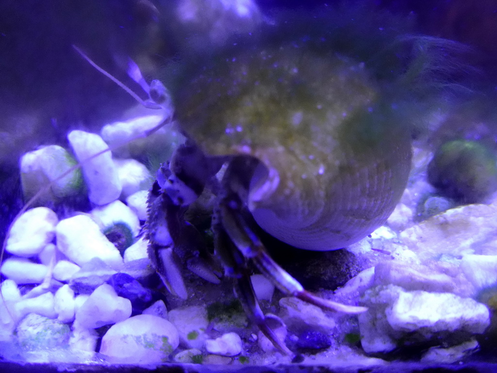 Hermit Crab at the Aquarium at Fort Kijkduin