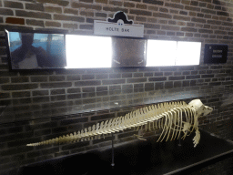Skeleton of a Dolphin at the Aquarium at Fort Kijkduin