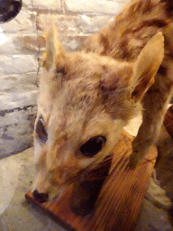 Stuffed Kantjil at the Aquarium at Fort Kijkduin