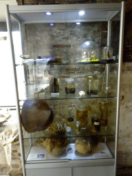 Turtle shell, stuffed fishes and other objects at the Aquarium at Fort Kijkduin