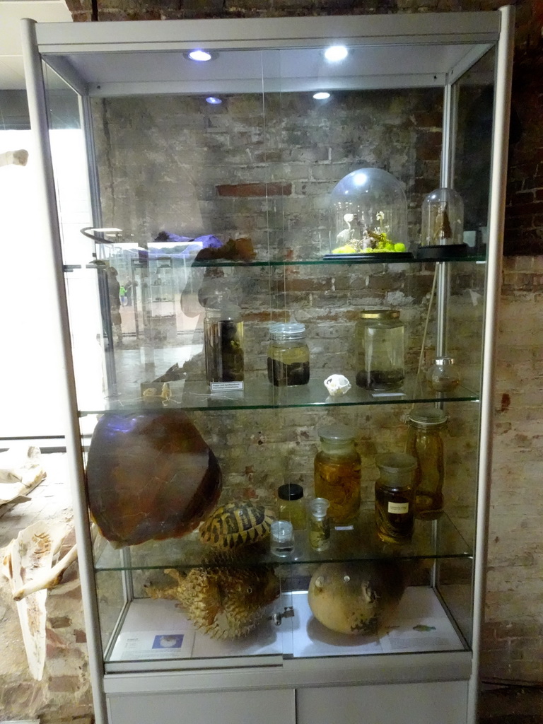 Turtle shell, stuffed fishes and other objects at the Aquarium at Fort Kijkduin