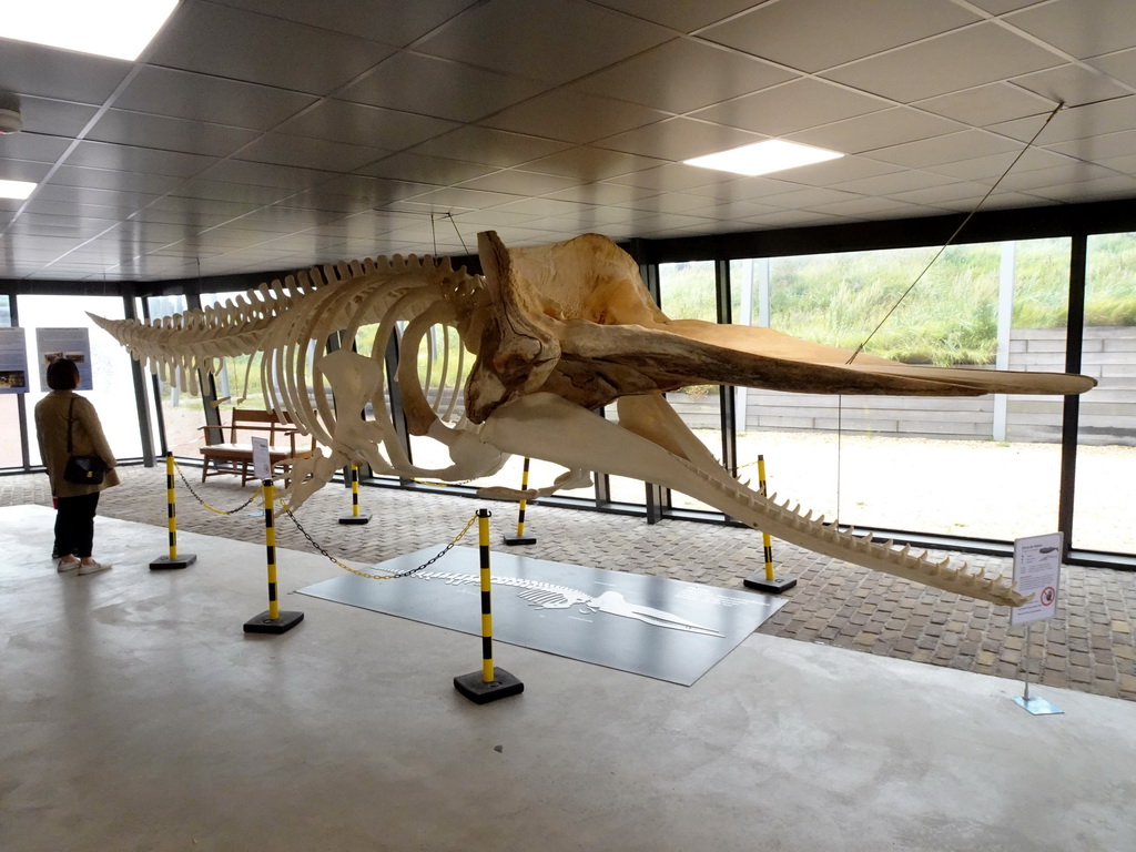 Miaomiao with the skeleton of the Sperm Whale `Chris` at the Aquarium at Fort Kijkduin